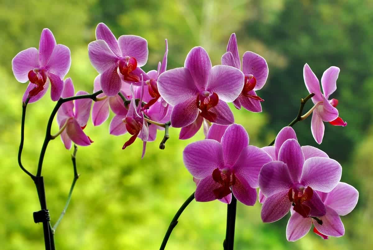 Orkide Çiçeği Bakımı ve Yetiştirilmesi