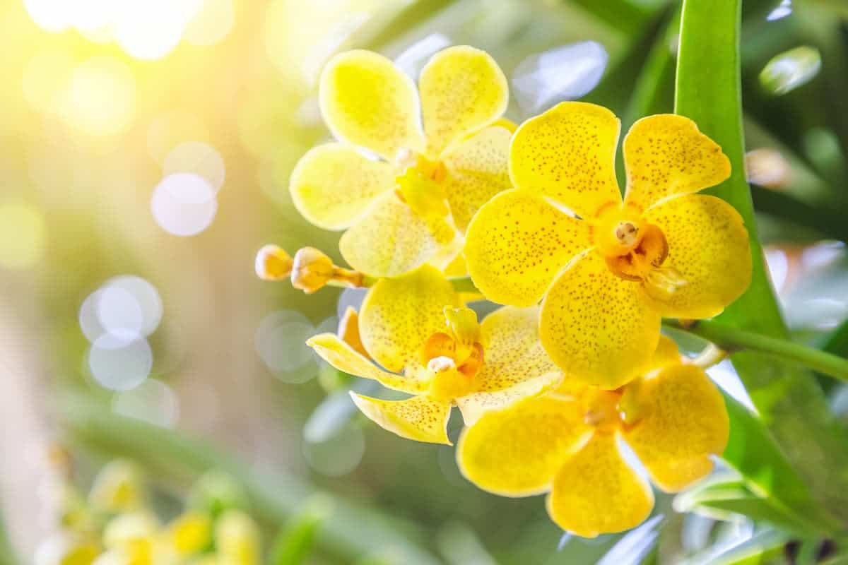 Orkide Çiçeği Bakımı ve Yetiştirilmesi