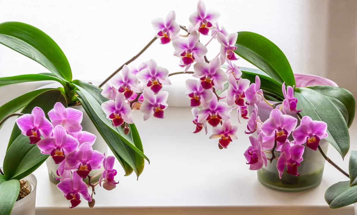 Orkide Çiçekleri