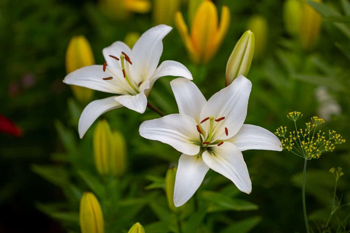 Lilyum Çiçeği (Zambak) Bakımı