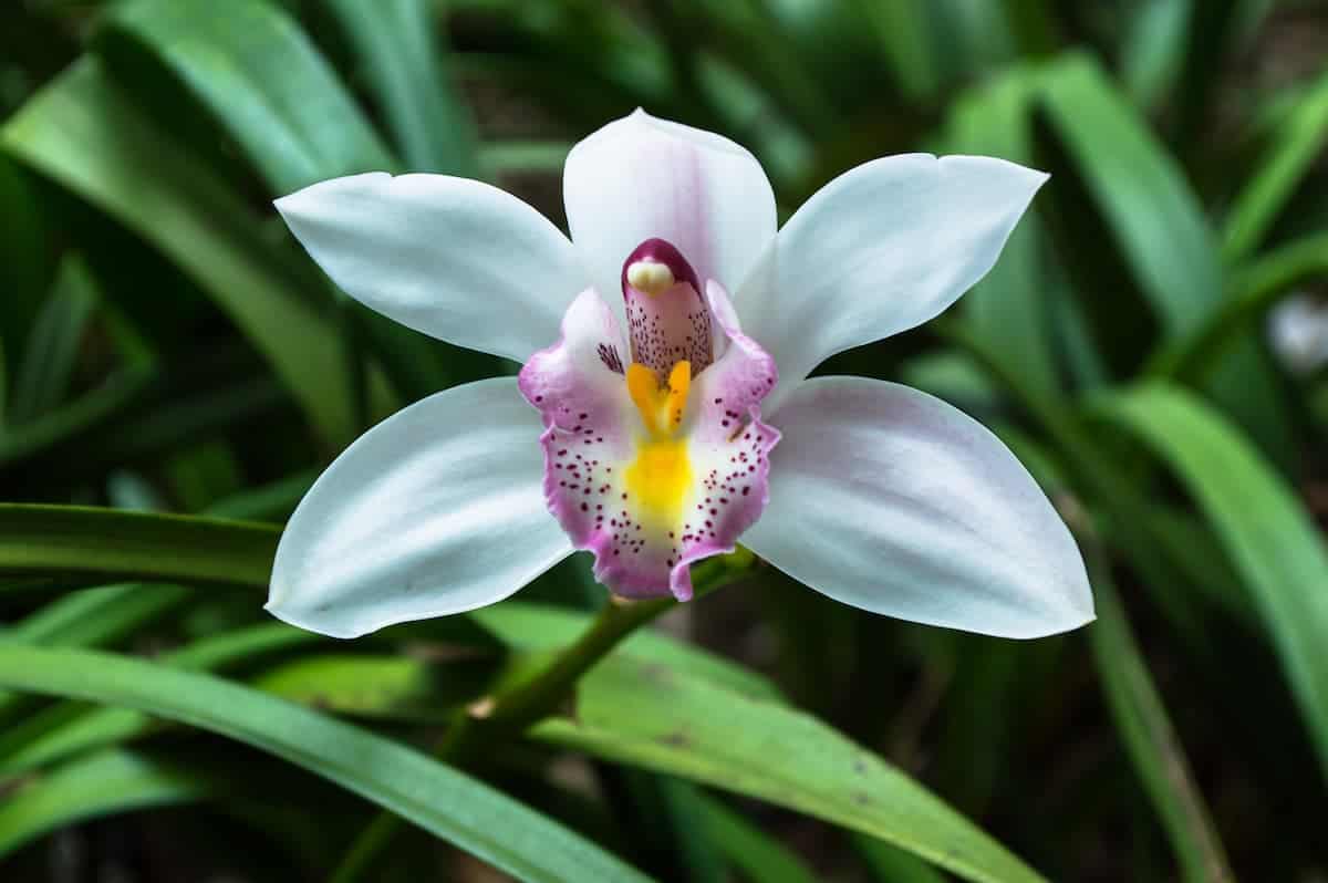 Orkide Hastalıkları ve Çözüm Yolları