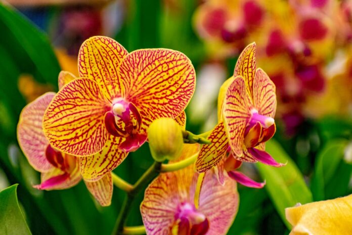 Orkide Hakkında Sık Sorulan Sorular