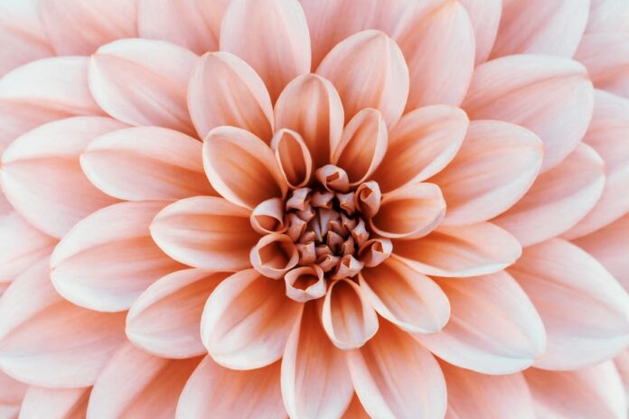 Yıldız Çiçeği (Dahlia) Bakımı