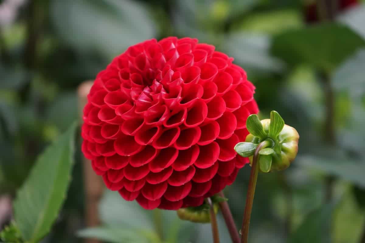 Yıldız Çiçeği (Dahlia) Bakımı