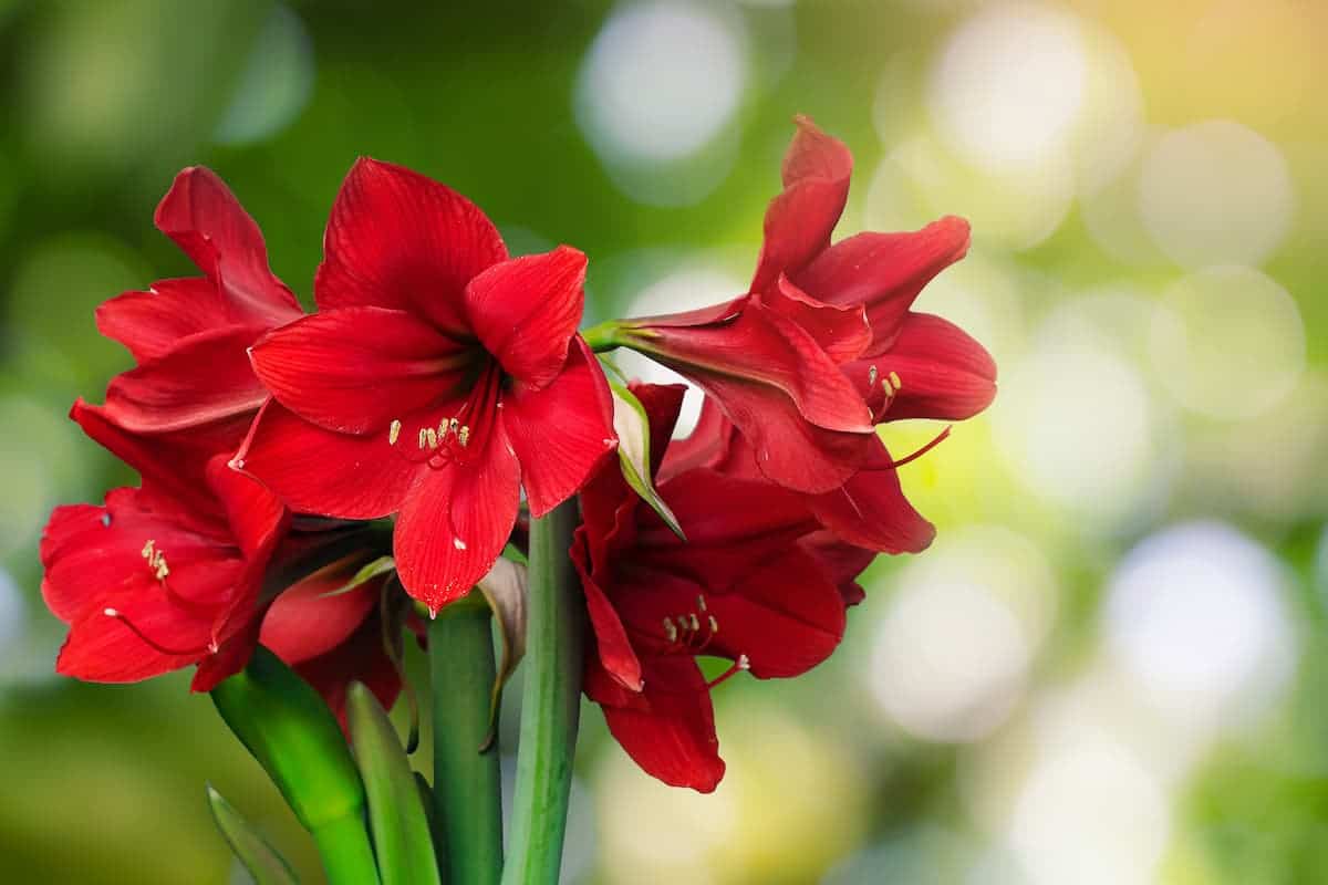 Amaryllis (Güzel Hatun Çiçeği) Bakımı