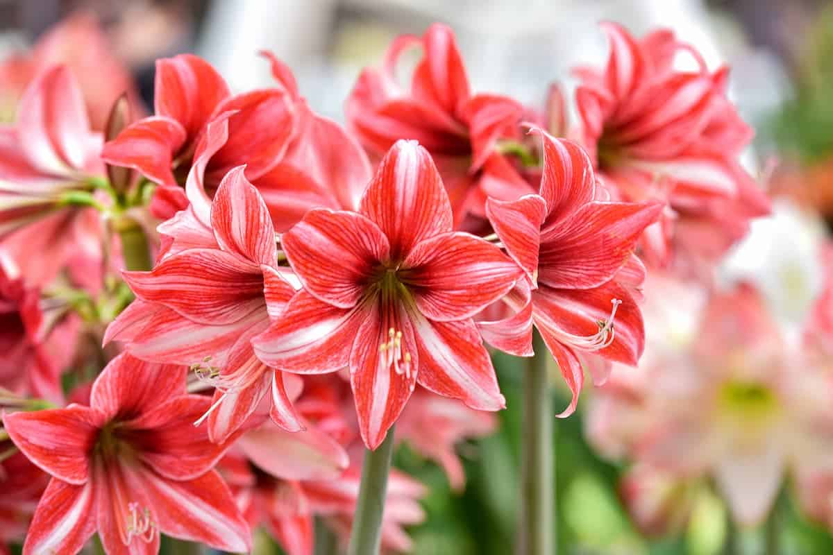 Amaryllis (Güzel Hatun Çiçeği) Bakımı