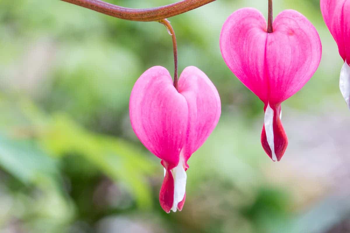 Kanayan Kalpler Çiçeği Bakımı