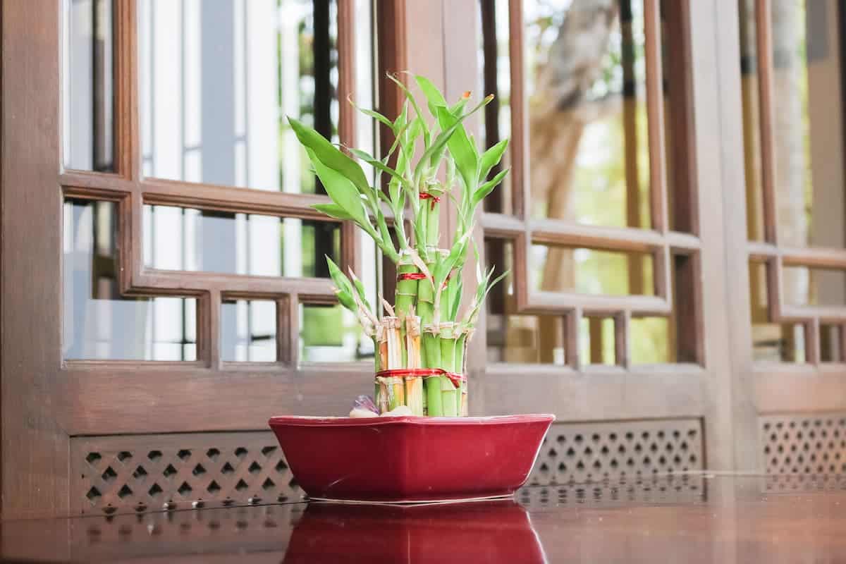 Şans Bambusu Yetiştirme ve Bakımı
