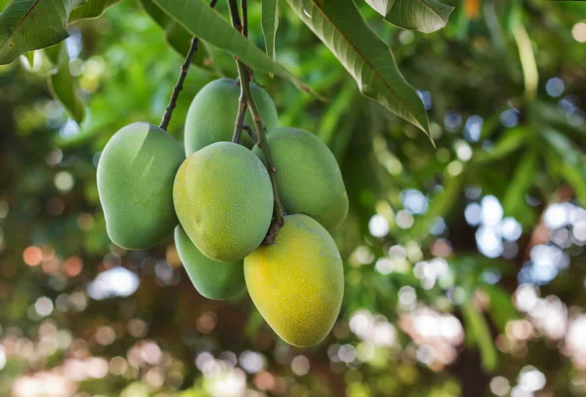 Mango Ağacı Bakımı ve Yetiştirilmesi
