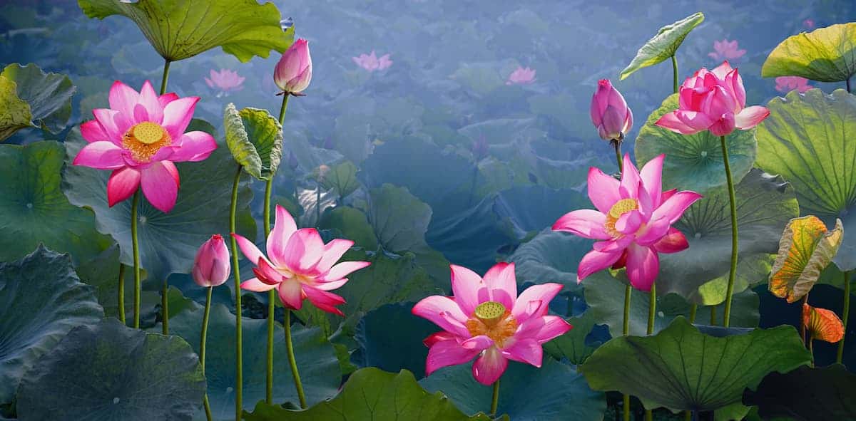Nilüfer ve Lotus Çiçeği Bakımı