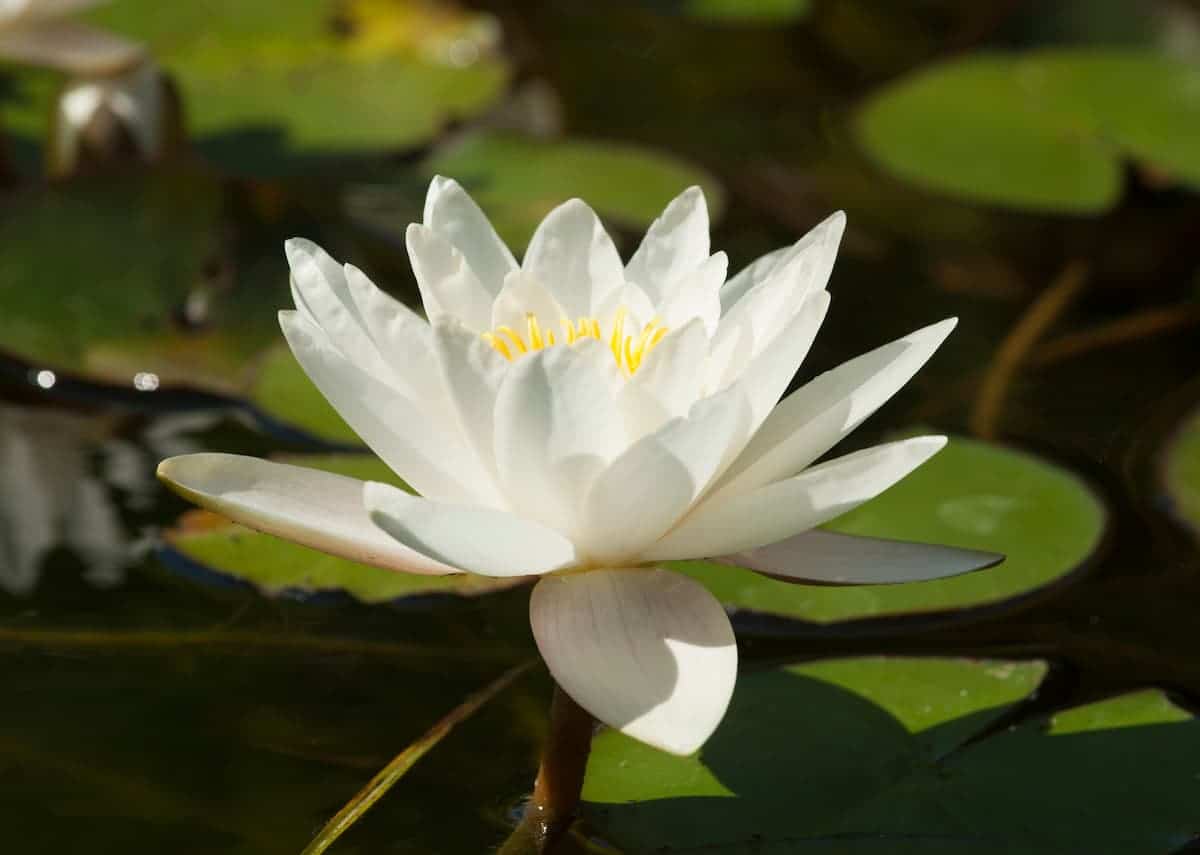 Nilüfer ve Lotus Çiçeği Bakımı