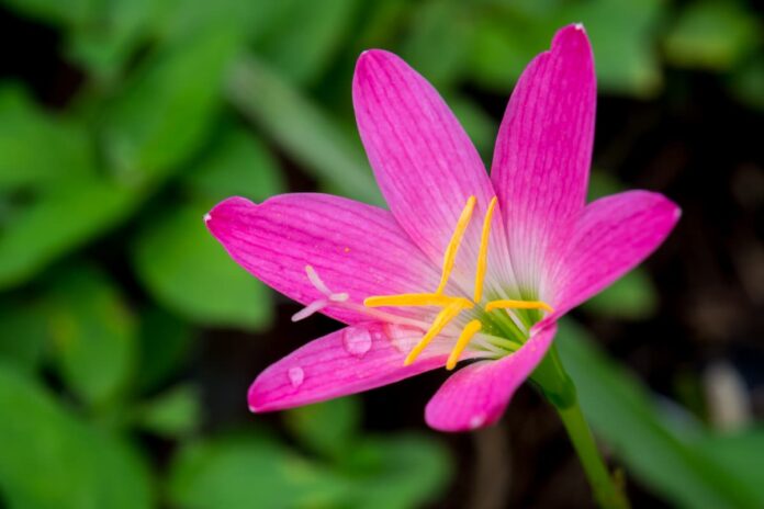 Zıpçıktı Çiçeği