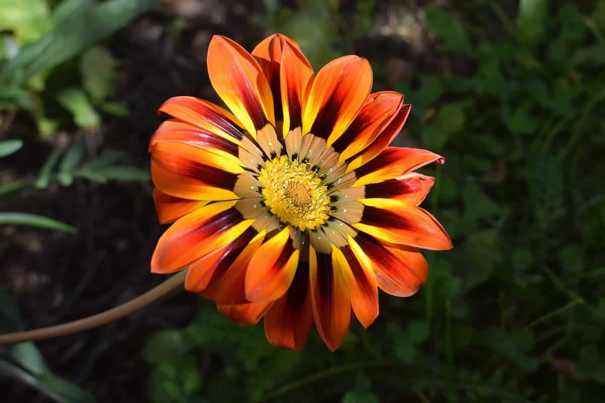 Gazanya Çiçeği