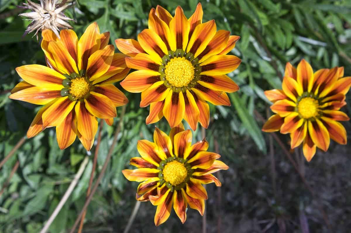 Gazanya Çiçeği