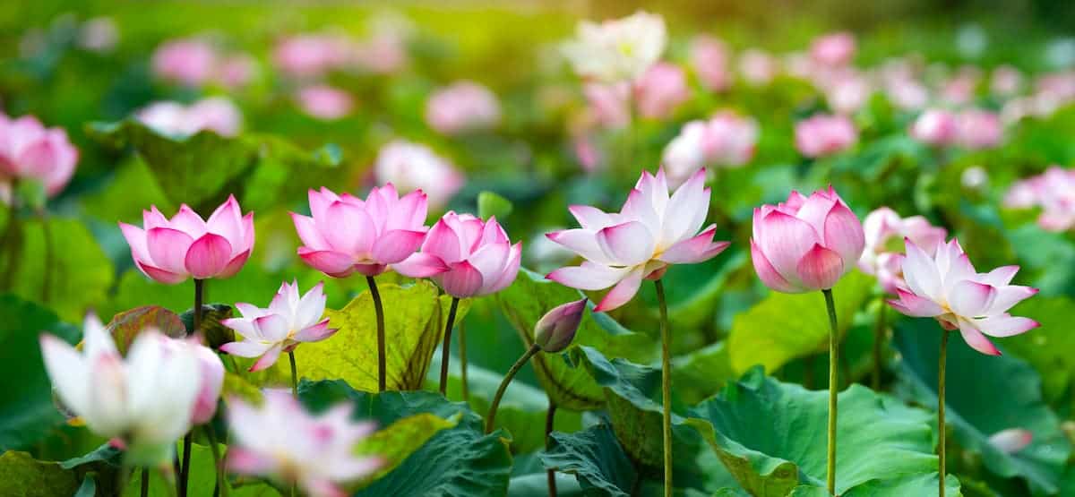 Lotus Çiçeği